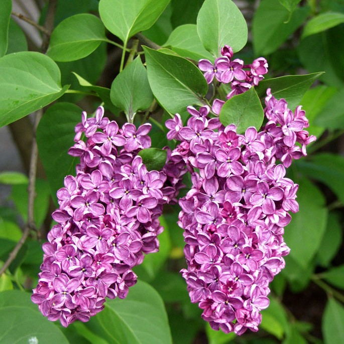 Jalosyreeni And.an.Ludwig Späth rungolla - Koristepuut - 47025 - 1