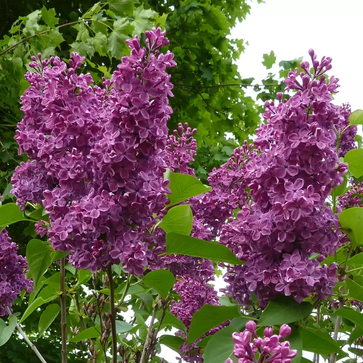 Jalosyreeni Charles Joly - Koristepensaat - 4715 - 1