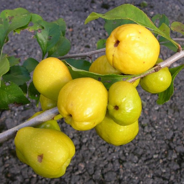 Japaninruusukvitteni Sirius - Erikoismarjat ja hyötykasvit - 45575 - 1