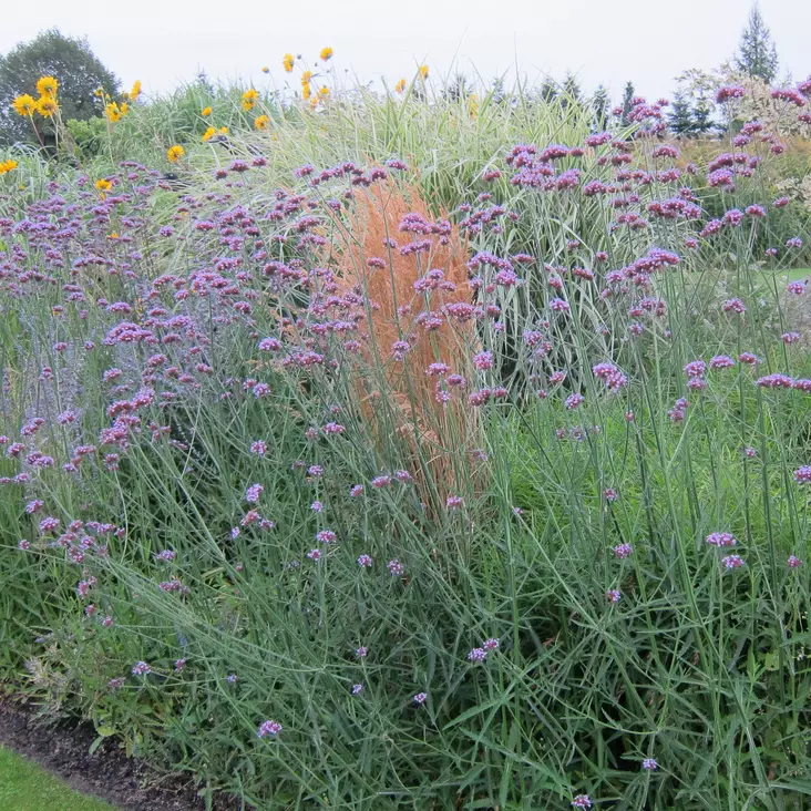 Jättiverbena - Perennat - 75695 - 1