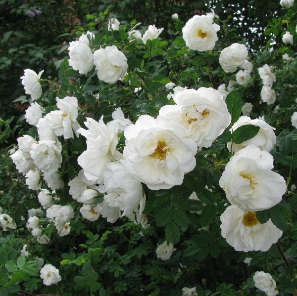 Juhannusruusu Plena - Puistoruusut - 2685 - 1