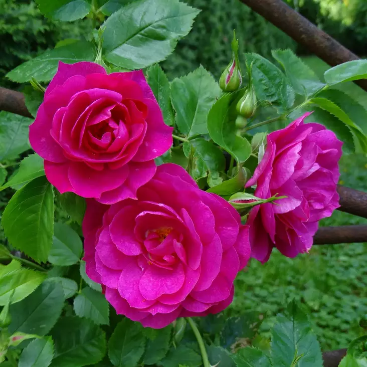 Kanadalainen köynnösruusu John Cabot - Köynnösruusut - 28175 - 1