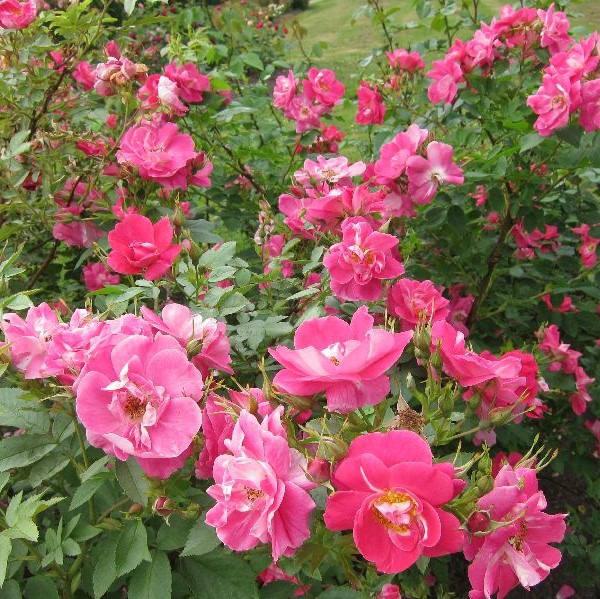 Kanadalainen köynnösruusu William Baffin - Köynnösruusut - 28155 - 1