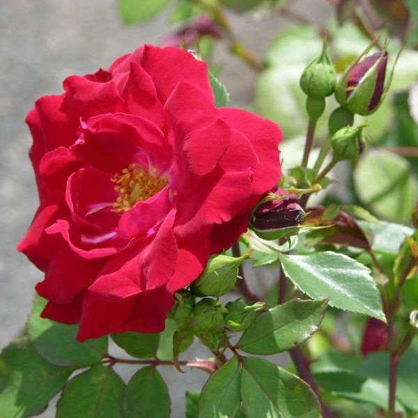 Kanadalainen ruusu Champlain - Ryhmäruusut - 27505 - 1