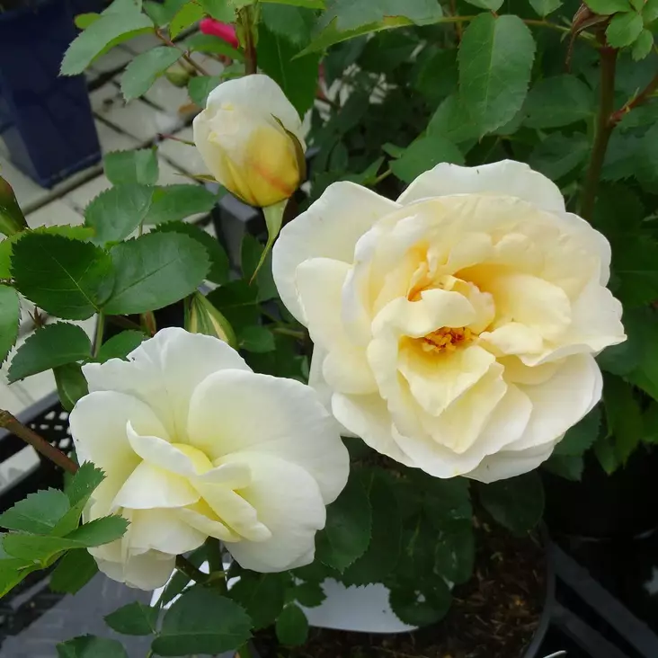 Kanadalainen ruusu J.P. Connell - Ryhmäruusut - 28245 - 1