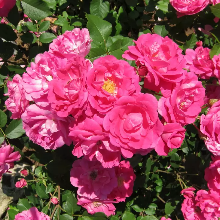 Kanadalainen ruusu Morden Centennial - Ryhmäruusut - 28145 - 1