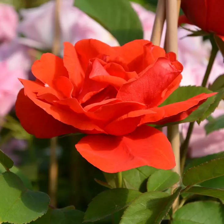 Kanadalainen ruusu Morden Fireglow - Ryhmäruusut - 28585 - 1