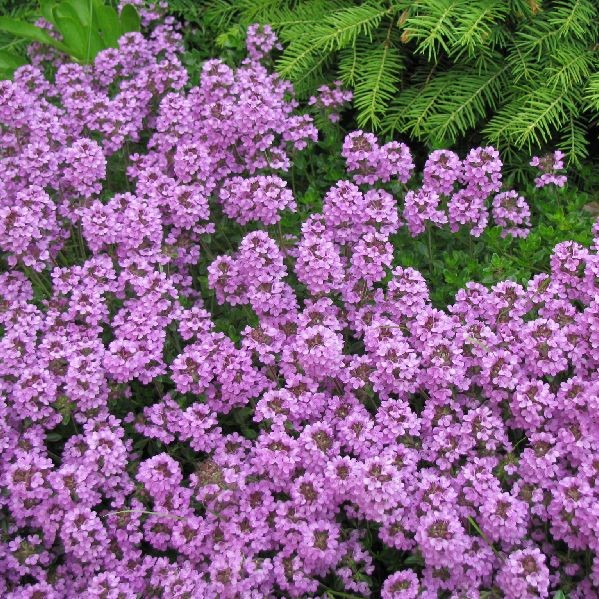 Kangasajuruoho - Perennat - 7555 - 1