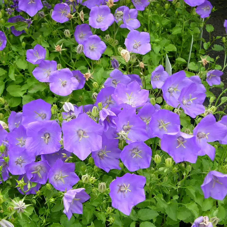 Karpaattienkello Pearl Blue - Perennat - 71105 - 1