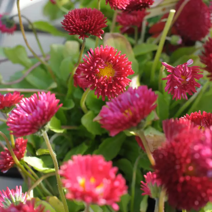 Kaunokainen Purpurmantel - Perennat - 70975 - 1