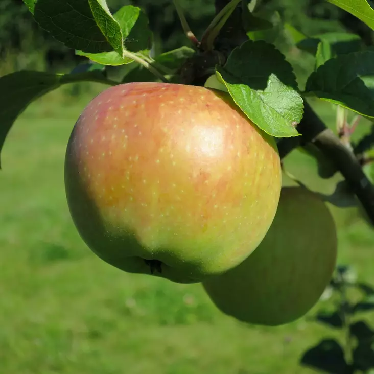 Kesäomena Siloposken Herkku - Omenapuut - 12515 - 1