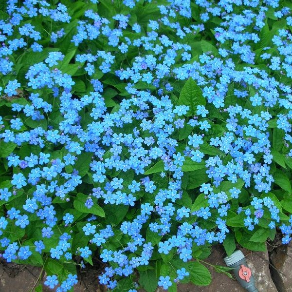 Kevätkaihonkukka - Perennat - 7385 - 1