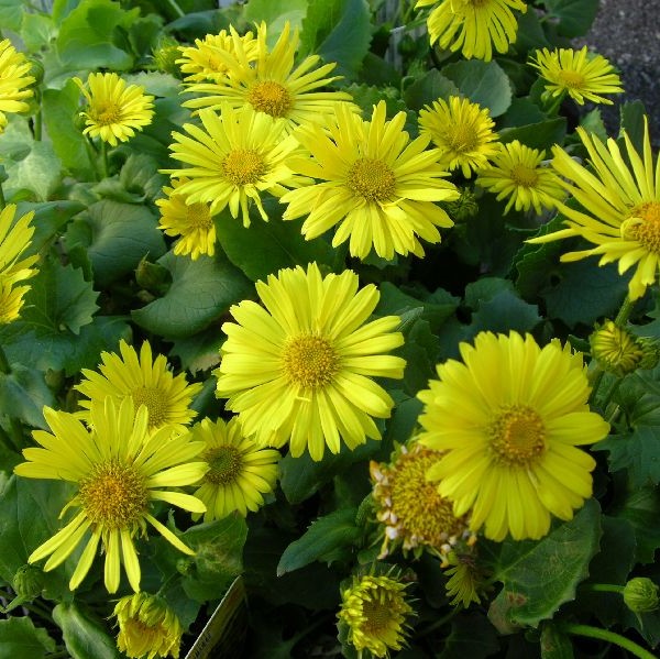 Kevätvuohenjuuri Little Leo - Perennat - 7185 - 1