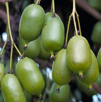 Kiinanlaikkuköynnös Dr. Szymanowski - Köynnöskasvit - 50015 - 1