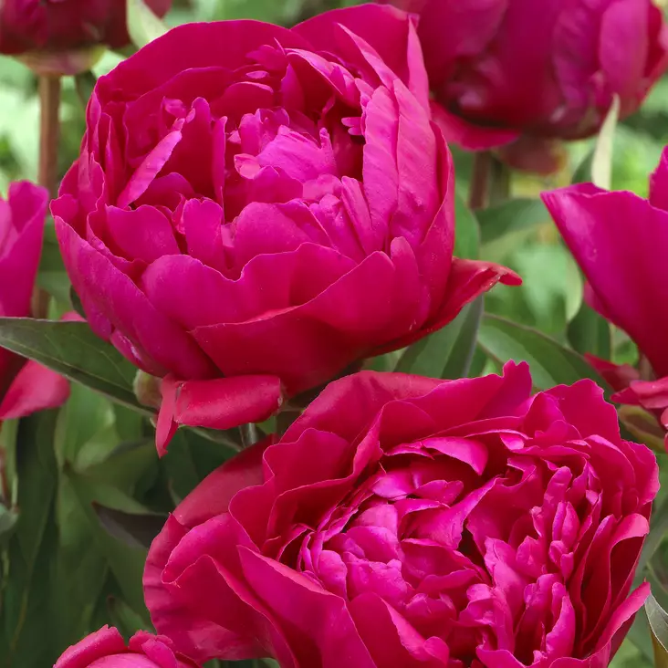 Kiinanpioni Karl Rosenfield - Perennat - 73935 - 1