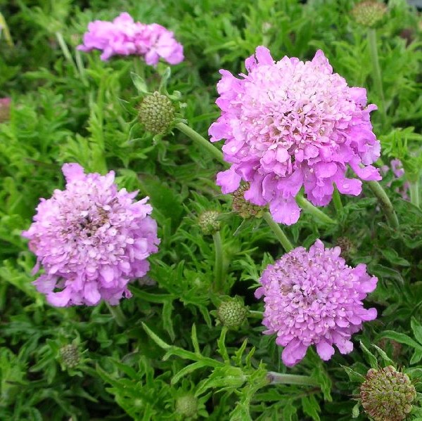 Kivikkotörmäkukka Pink Mist - Perennat - 75075 - 1