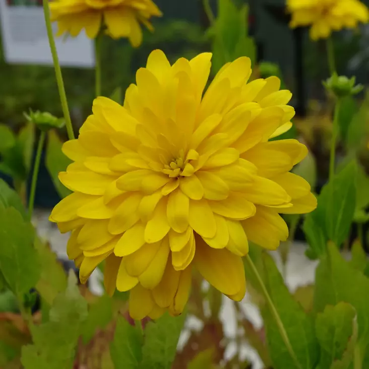 Kultapallo Goldquelle - Perennat - 74885 - 1