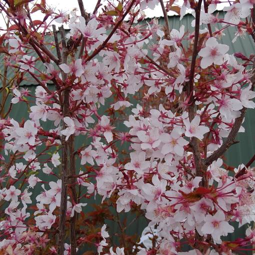 Kuriilienleimukirsikka Ruby - Koristepensaat - 43575 - 1