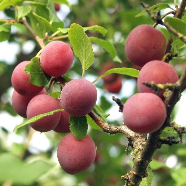 Luumupuu Viipurilainen punaluumu - Luumupuut - 1305 - 1