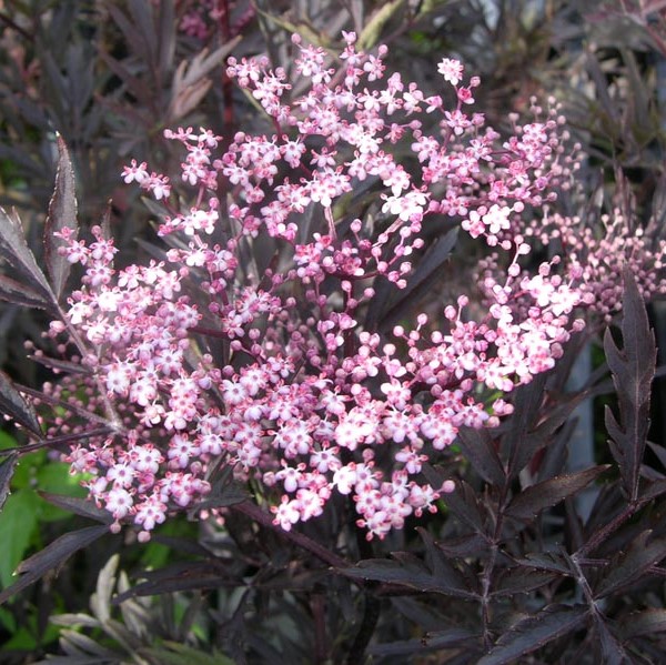 Mustaselja Black Lace - Koristepensaat - 46605 - 1