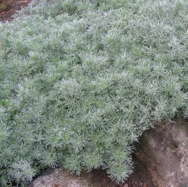 Ohotanmaruna Nana - Perennat - 70595 - 1