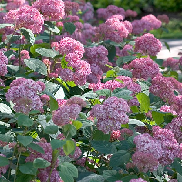 Pallohortensia Pink Annabelle - Koristepensaat - 45725 - 1