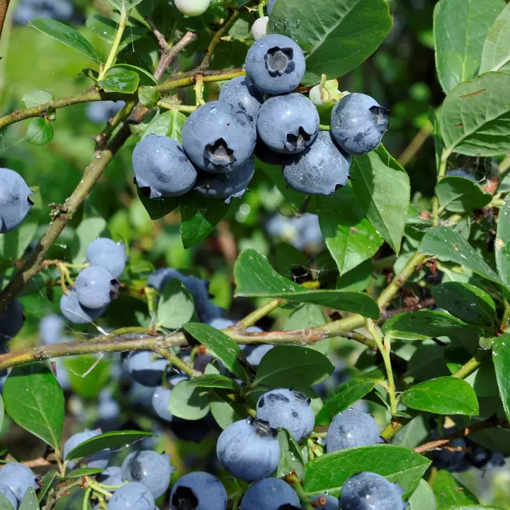 Pensasmustikka Aino - Mustikat - 2255 - 1