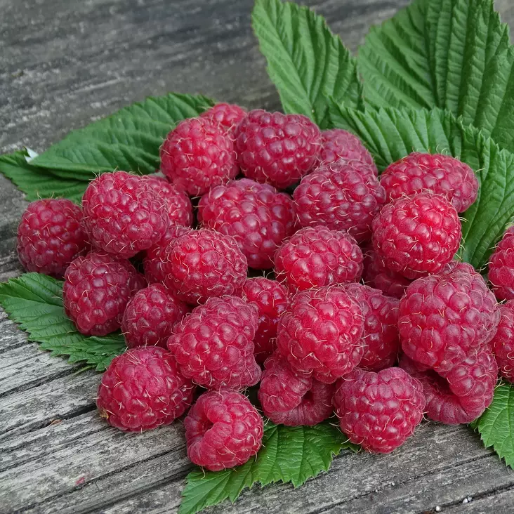 Pensasvadelma Maurin Makea C2 - Vadelmat - 21395 - 1