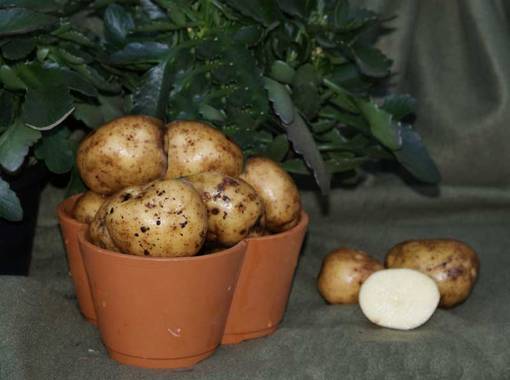 Peruna Timo 1 kg 30-55 mm - Siemenet ja sipulit - 6417486003625 - 1