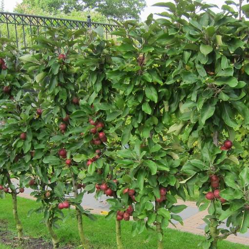 Pilariomenapuu Triumf kesälajike - Omenapuut - 14925 - 1