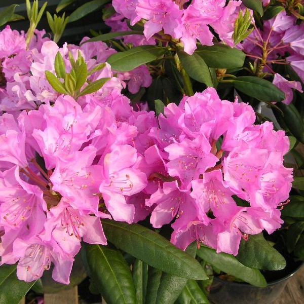 Puistoalppiruusu Roseum Elegans - Alppiruusut ja atsaleat - 3545 - 1