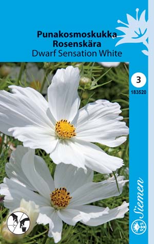 Punakosmos Dwarf Sensation White annos - Kukkien ja koristeheinien siemenet - 6415151835205 - 1