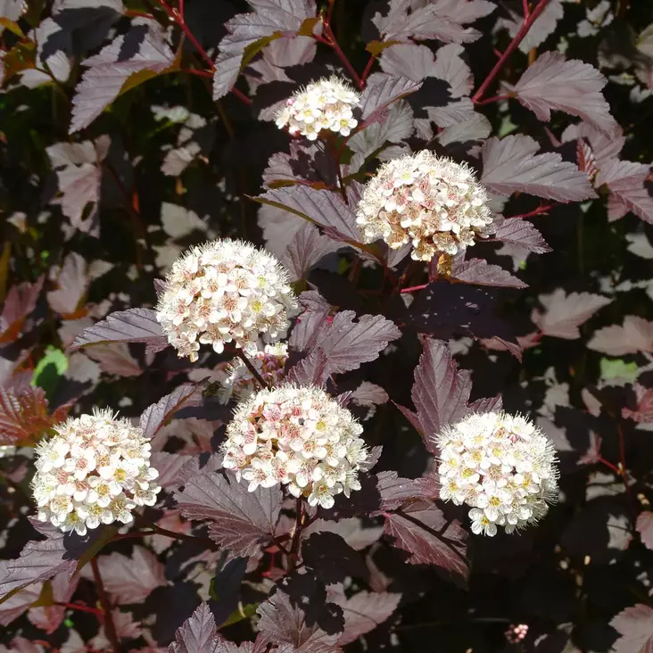 Purppuraheisiangervo Diabolo - Koristepensaat - 4605 - 1