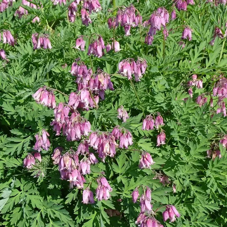 Purppurapikkusydän Luxuriant - Perennat - 7165 - 1