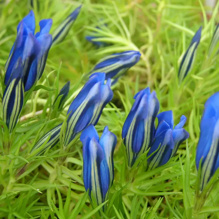 Syyskatkero - Perennat - 7225 - 1