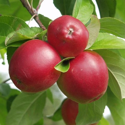 Syysomena Heta - Omenapuut - 1115 - 1