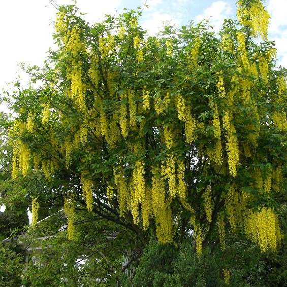 Tarhakultasade Vossii - Koristepuut - 4585 - 1