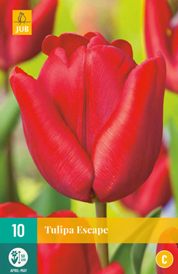 Tulppaani Escape 7 kpl/pkt -  - 8712438503115 - 1