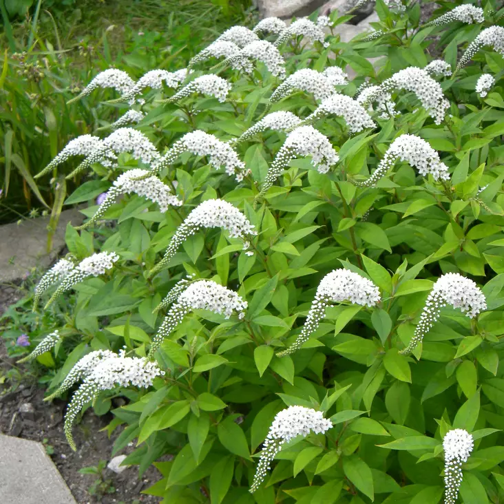 Valkoalpi - Perennat - 7345 - 1