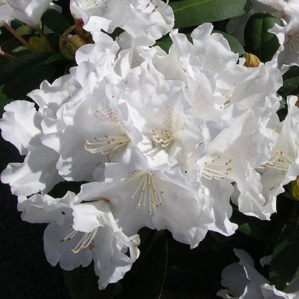 Valkoalppiruusu Cunningham's White - Alppiruusut ja atsaleat - 35565 - 1