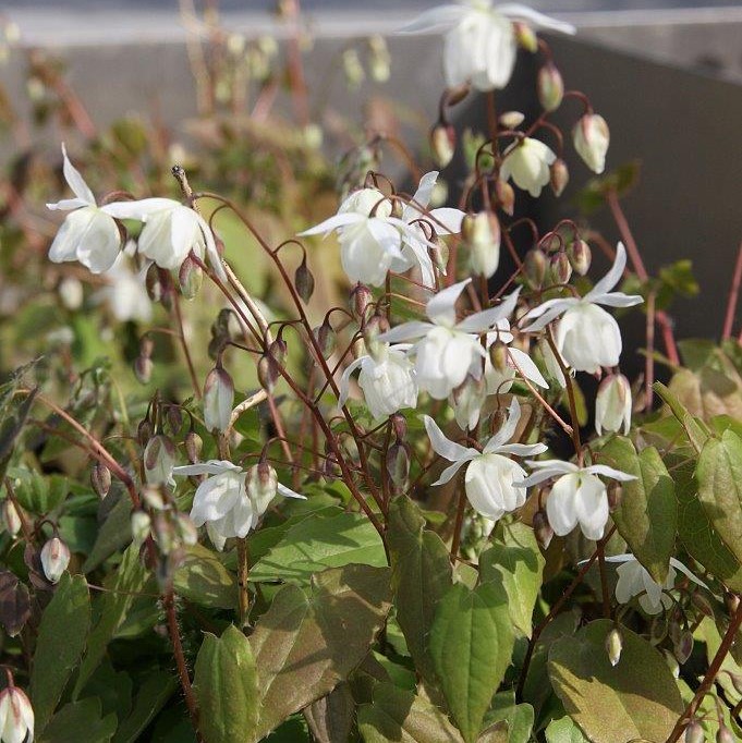 Valkovarjohiippa Niveum - Perennat - 71985 - 1