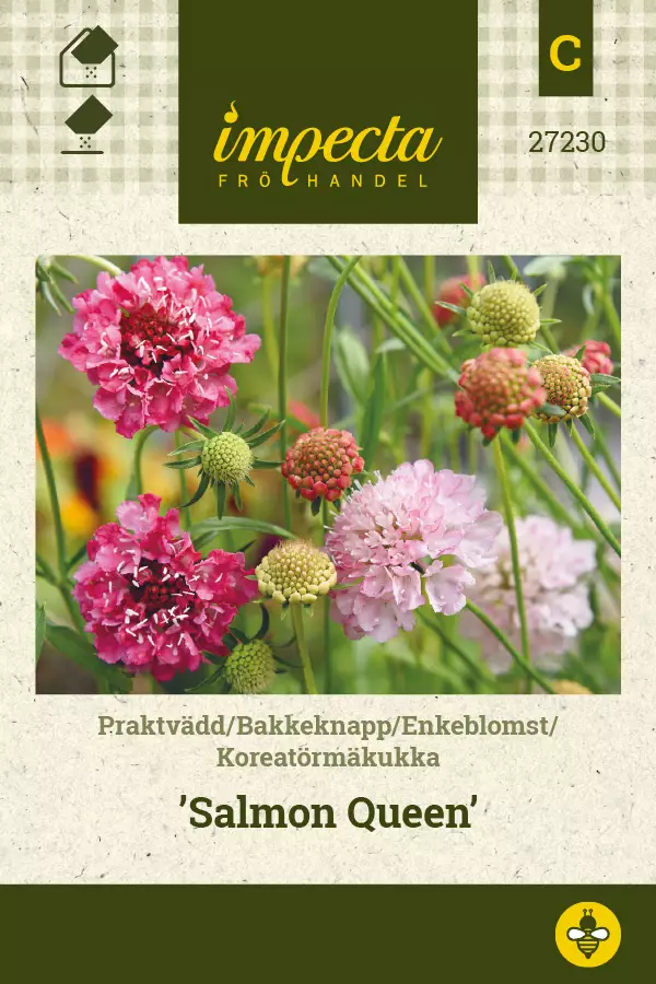 Koreatörmäkukka Salmon Queen - Kukkien ja koristeheinien siemenet - 7332756272305 - 1