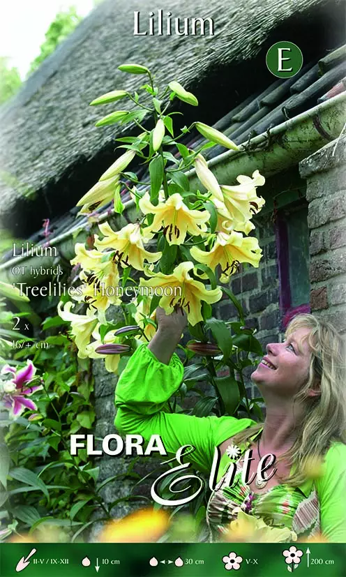 Puulilja Honeymoon 2 kpl/pkt - Liljat - 8711554787195 - 1