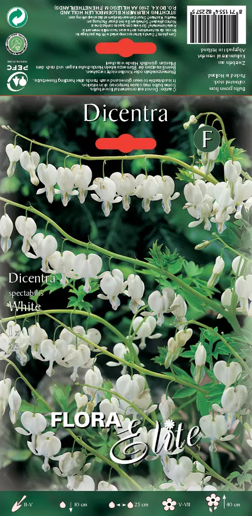 Särkynytsydän valkoinen 1 kpl/pkt - Perennajuurakot - 8711554822575 - 1