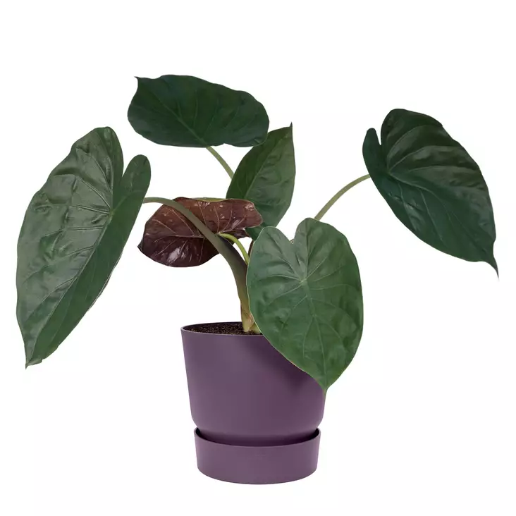 Elho Ruukku Greenville 18 cm - Istutusruukut - 8711904549695 - 1