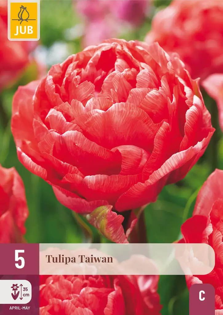 Ker. Tulppaani Taiwan -  - 8712438998355 - 1