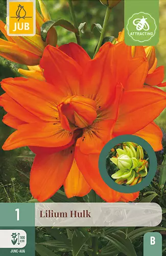 Lilja Hulk 1 kpl/pkt - Liljat - 8720873001295 - 1