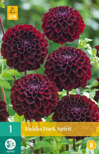 Daalia Dark Spirit 1 kpl/pkt - Daaliat - 8712438984495 - 3