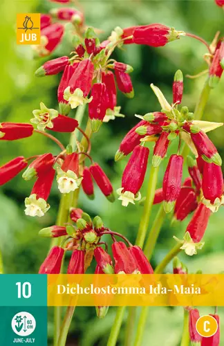 Tiukukukka Ida-Maia 10 kpl/pkt - Muut kukkasipulit - 8712438990755 - 0