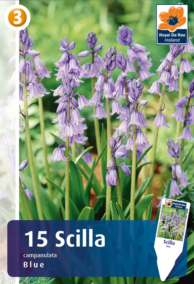 Espanjansinililja Blue 15 kpl/pkt - Liljat - 8711148235095 - 1